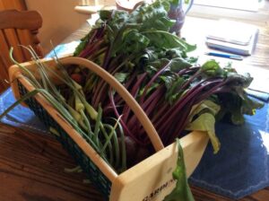 Garden vegetables in a basket